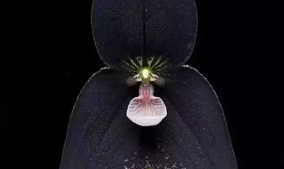 Intriguing Dracula Orchids: Nature's Bizarre and Beautiful Creations