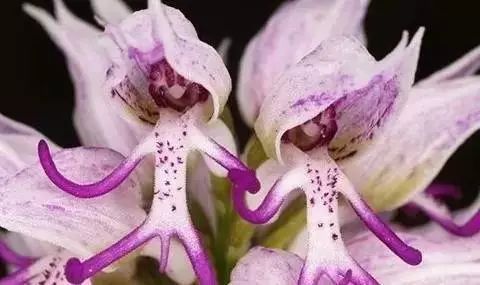 The Intriguing Naked Man Orchid: A Botanical Wonder of the Mediterranean