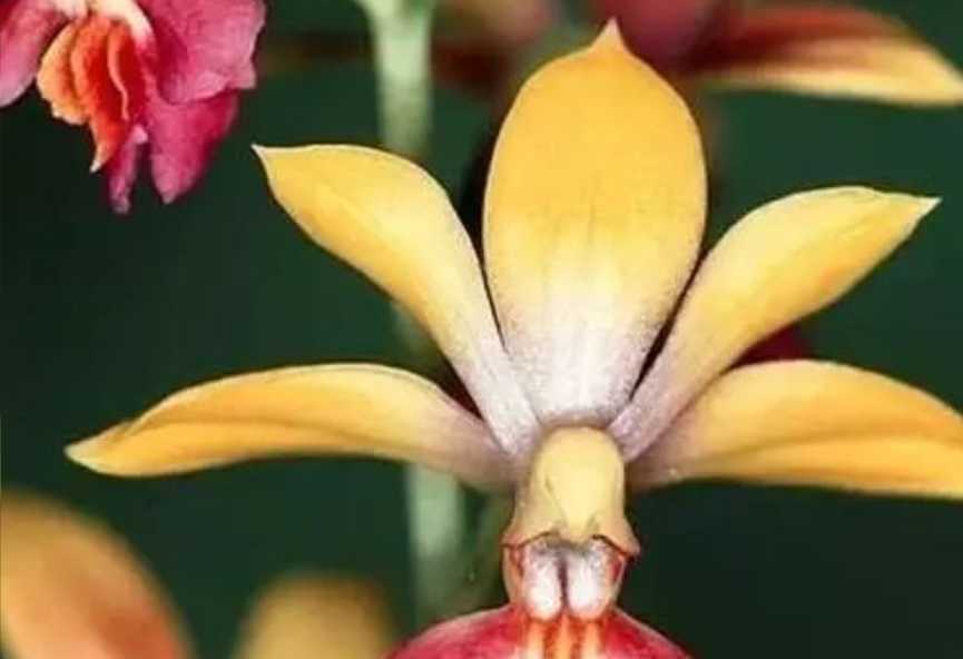Japan's Orchid Wonderland: A Blend of Natural Splendor and Cultural Significance