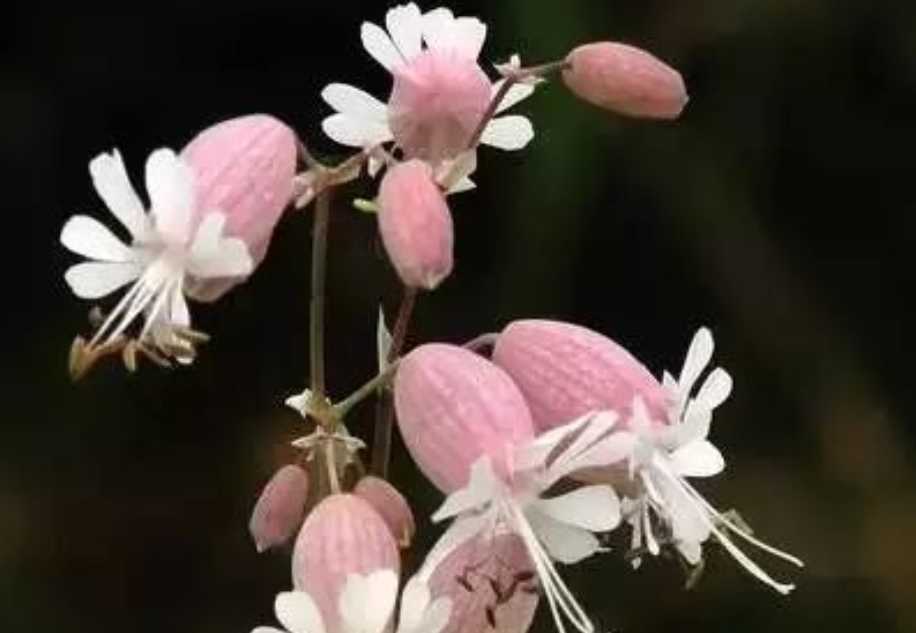 Charming Silene vulgaris: A Botanical Delight