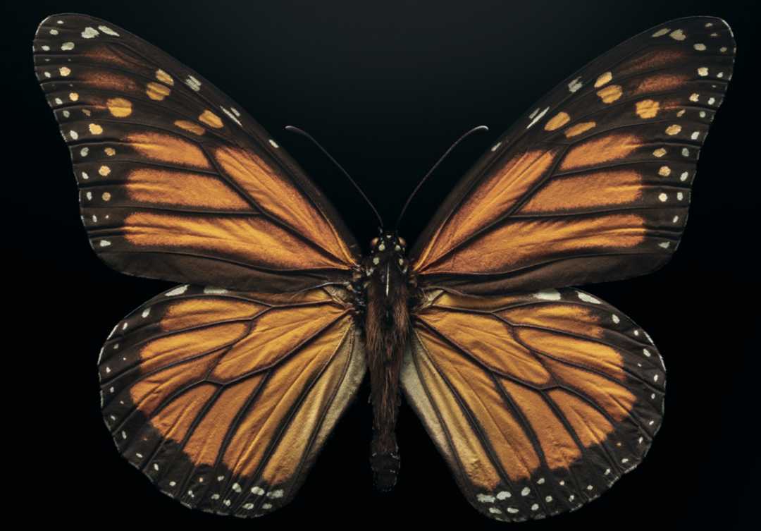 The Alarming Decline of Monarch Butterflies: A North American Icon at Risk