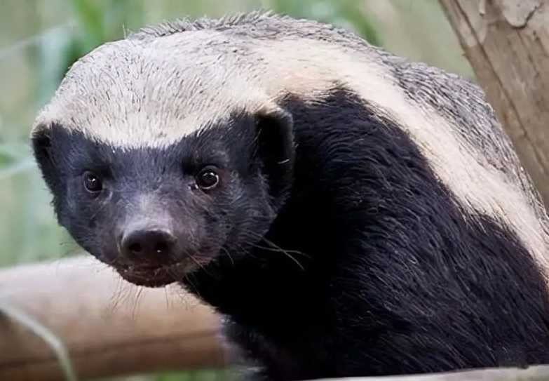 Honey Badgers: The Fearless 'Mellivora' That Take On Lions and Snack on Venomous Snakes