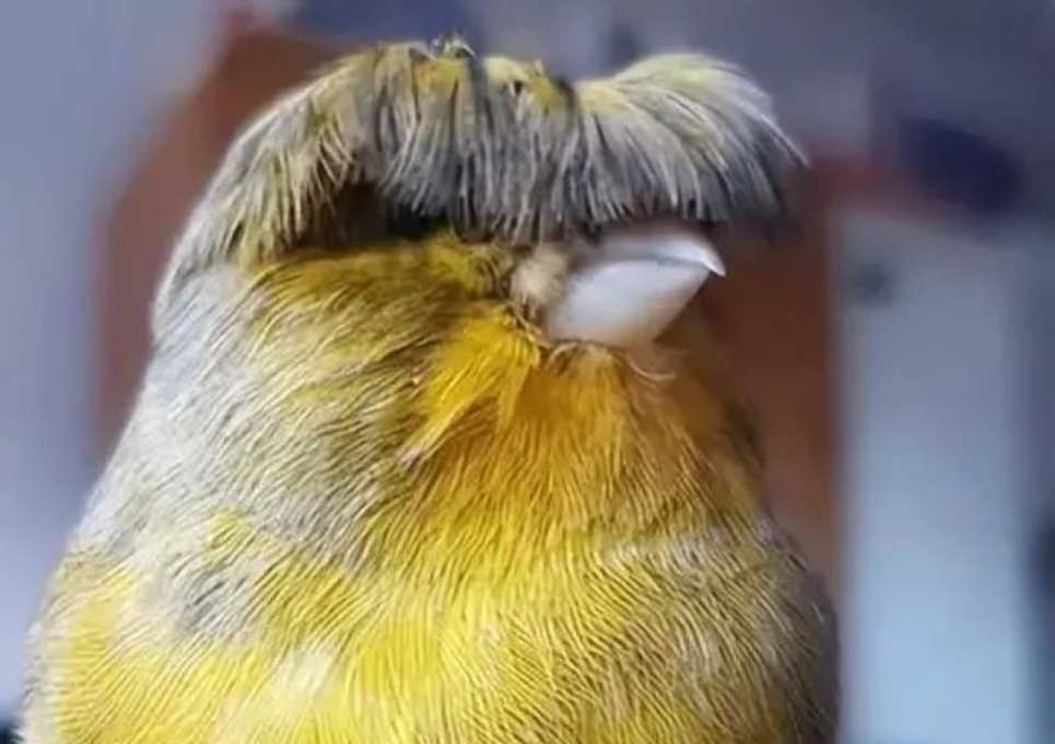 Barry: The Adorable Gloucester Canary with a Stylish 'Do