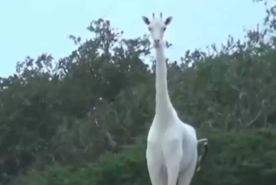 Rare White Giraffes Spotted in Kenyan Conservancy: A Glimpse of Nature’s Ethereal Marvel