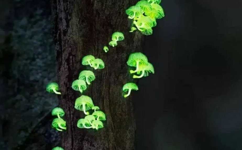 Mushrooms That Glow at Night: A Mysterious and Beautiful Natural Phenomenon