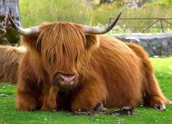 Miniature Highland Cattle: The Adorable 'Fluffy Cows' with Trendsetting Bangs