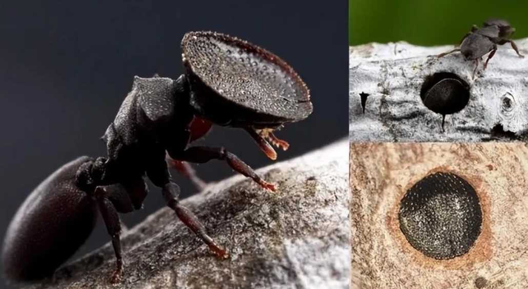The Helmeted Turtle Ant: America’s Living Shield with a Disc - Shaped Head