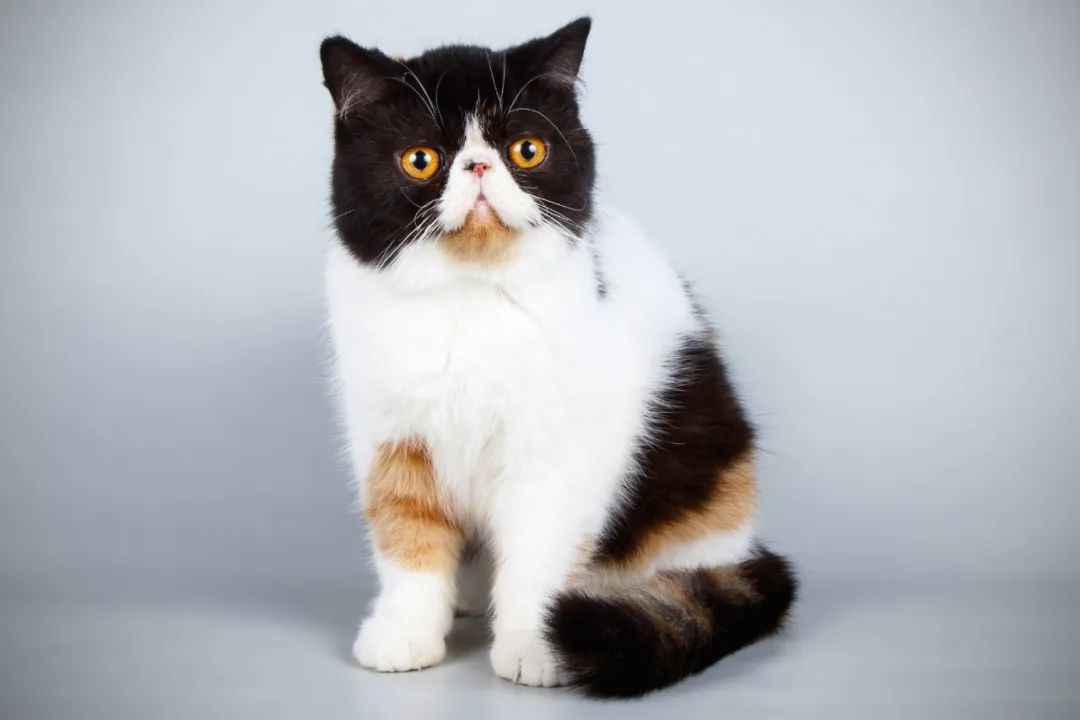 Exotic Shorthair: The Adorable Feline Phenomenon Conquering Hearts Worldwide