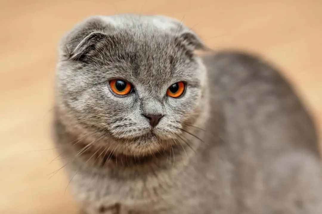 Genetic Flaws and Global Popularity: The Controversial Legacy of Scottish Fold Cats