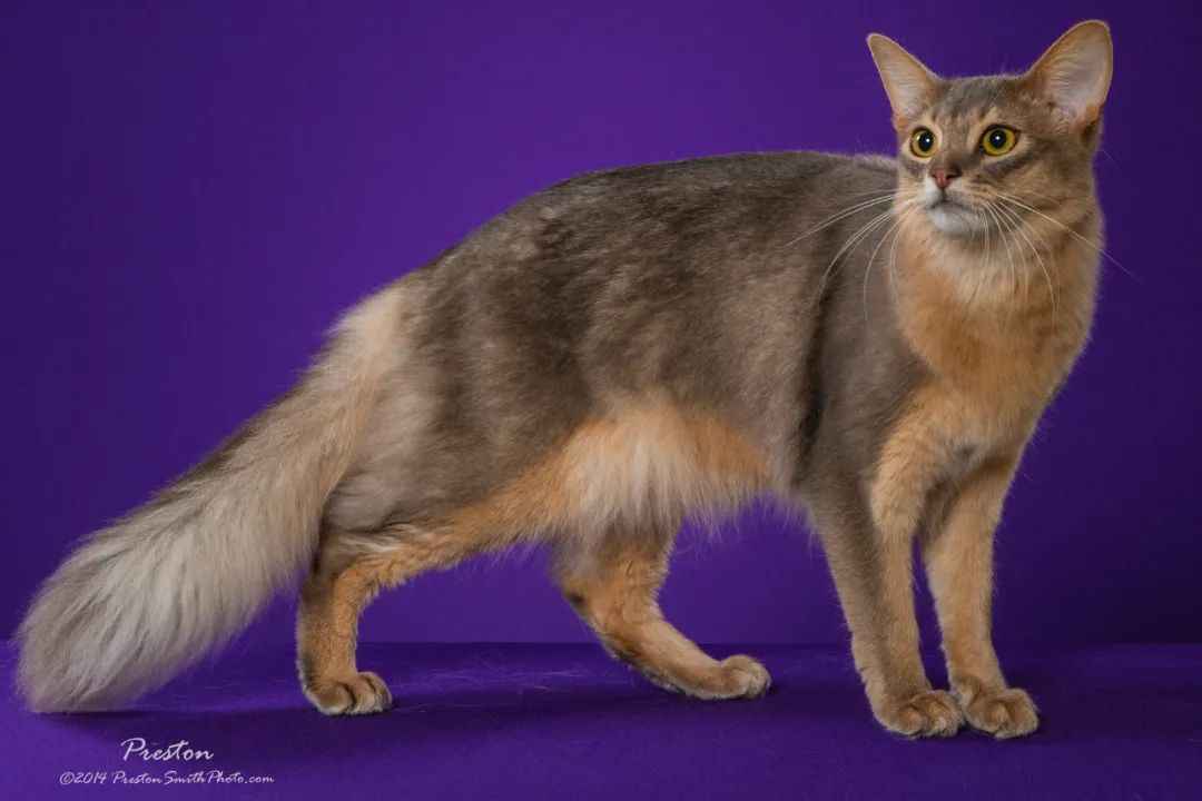 The Enchanting Somali Cat: The Lively Spirit in the Family