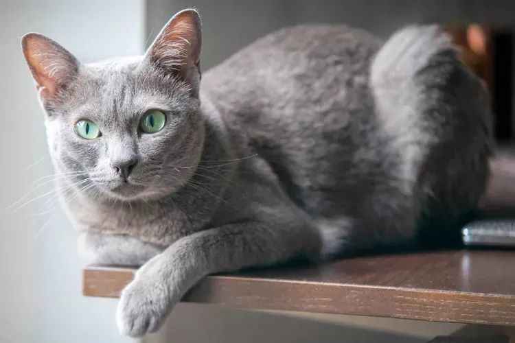 Thailand's Korat Cat: A Symbol of Grace and Good Fortune