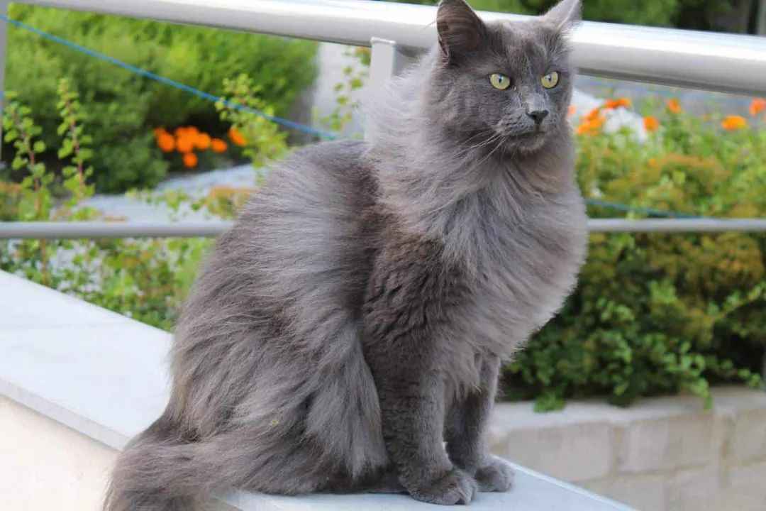 Rare Nebelung Cat Breed: Origins, Characteristics, and Care Guide