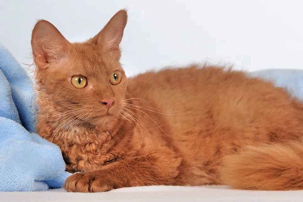 Curly-Coated Marvel: The Allure of the LaPerm Shorthair Cat