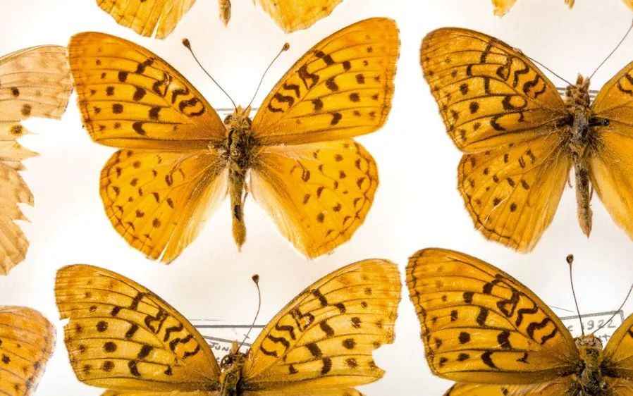 The Atossa Fritillary: A Lost Gem of Southern California’s Mountains, Last Sighted in 1959