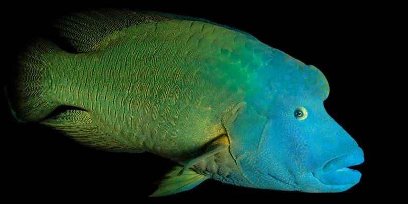 Giant Wrasse: Endangered Icon of Marine Ecosystems