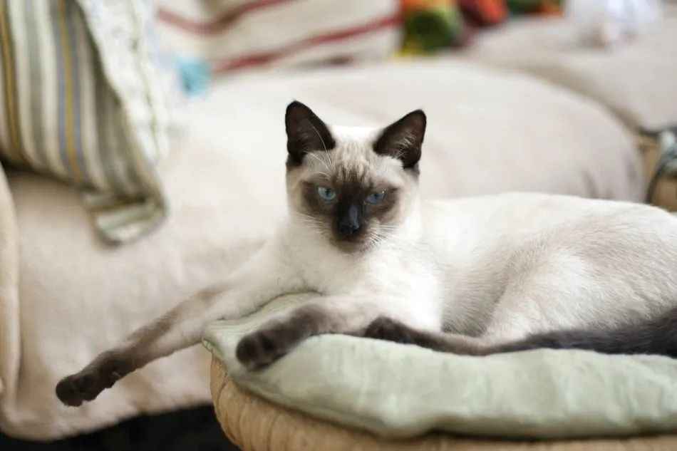 Thai Cats: The Elegant Gem of Ancient Siam