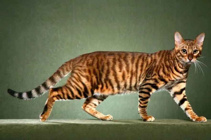 Toyger: Bringing the Wild Tiger's Aura to Your Living Room