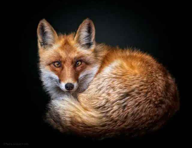 Red Fox: A Master of Adaptation in the Wild
